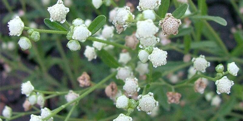 Parthenium Weed