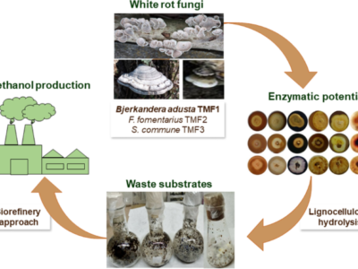 Ethanol Production from Sorghum