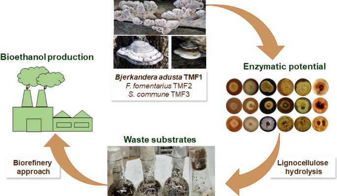 Ethanol Production from Sorghum