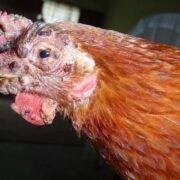 Fowl Pox Disease Preventive Measures
