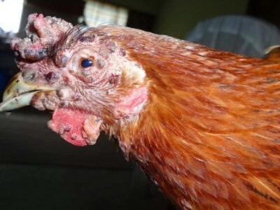 Fowl Pox Disease Preventive Measures