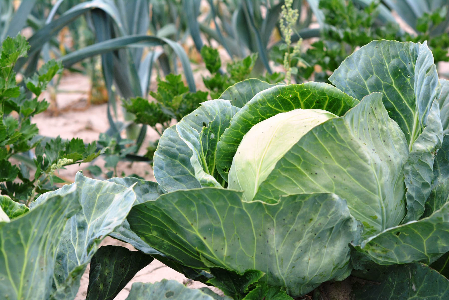 Ladies finger and Cabbage