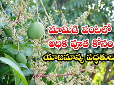 Mango Cultivation Techniques For Flower Stage