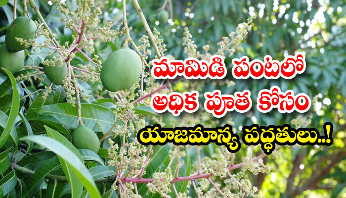 Mango Cultivation Techniques For Flower Stage