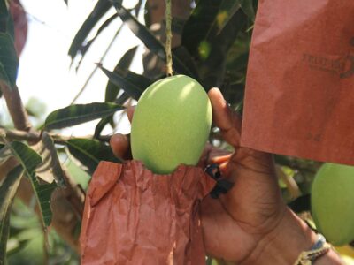 Mango Fruit Covers Uses