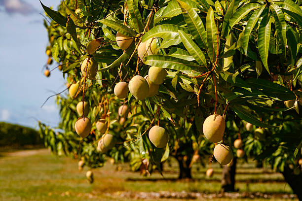 Mango Plantations