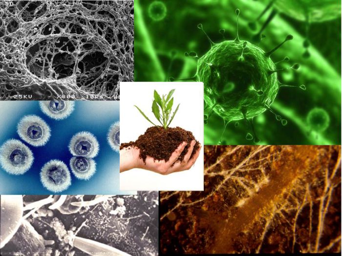 Microorganisms and Soil Fertility