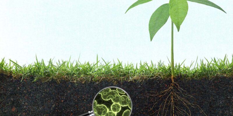 Management of Microorganisms and Soil Fertility