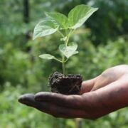 Natural Farming for Soil Conservation