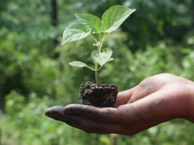Natural Farming for Soil Conservation