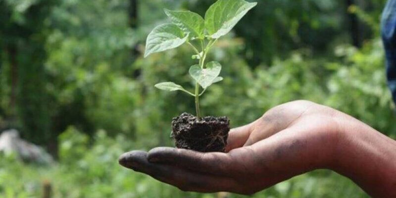 Natural Farming for Soil Conservation