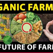 Organic Farming - The Future of Farming