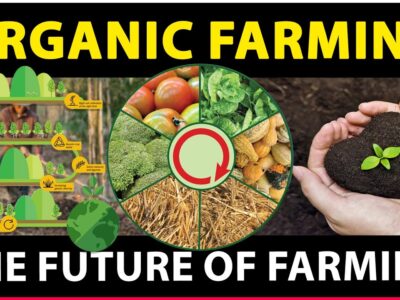 Organic Farming - The Future of Farming