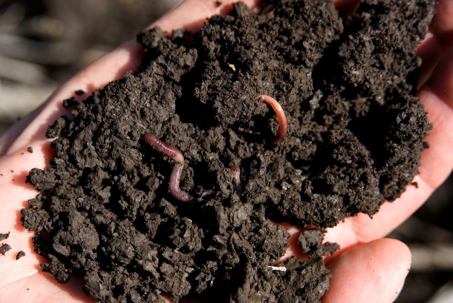 Organic Fertilizer