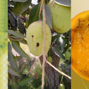 Pest Management in Mango Crop