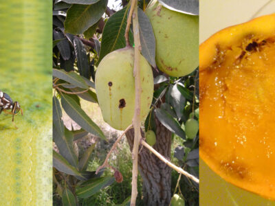 Pest Management in Mango Crop