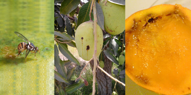 Pest Management in Mango Crop