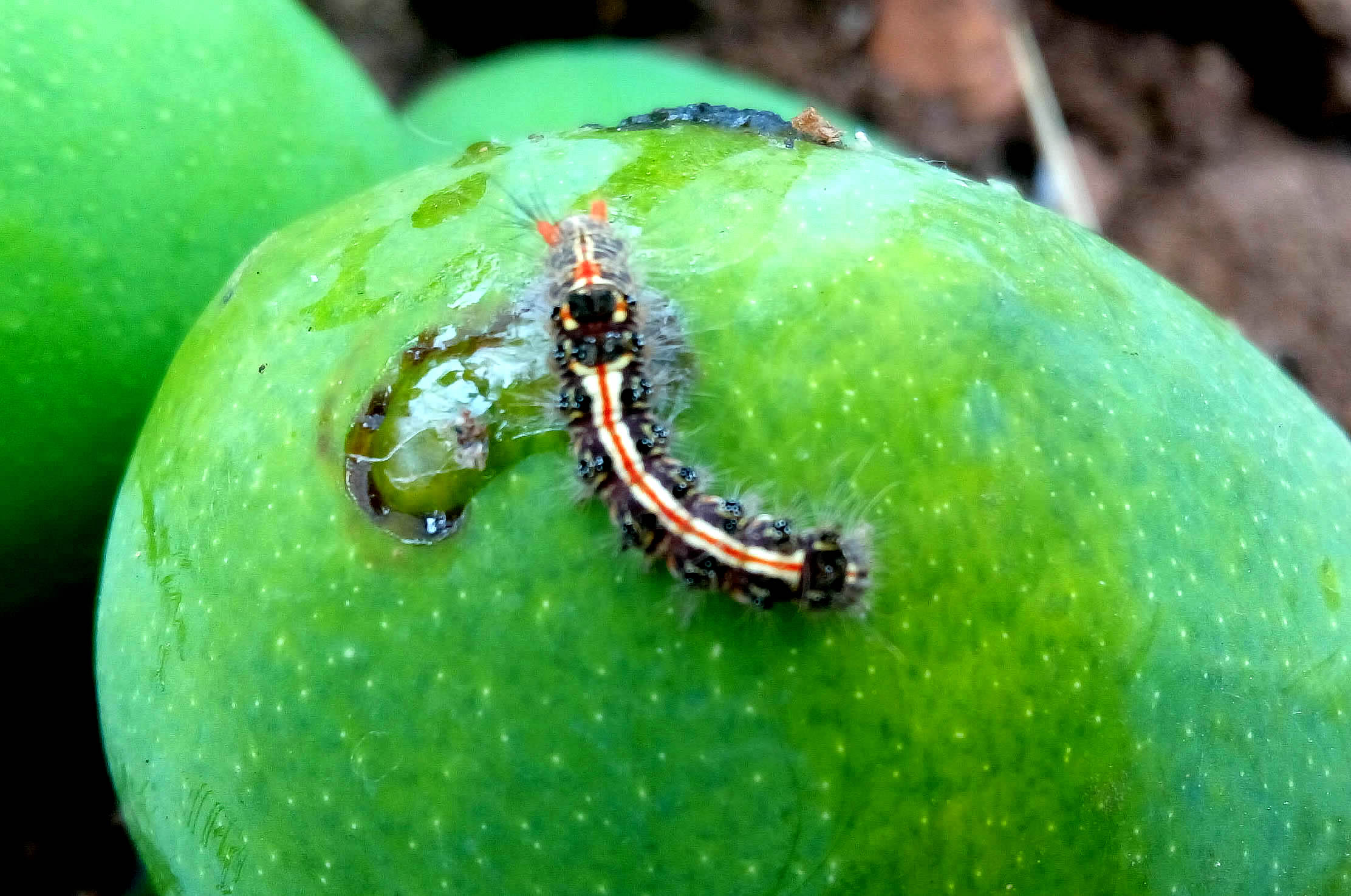 Pest Management in Mango