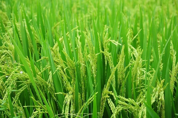 Pests Control Methods in Paddy