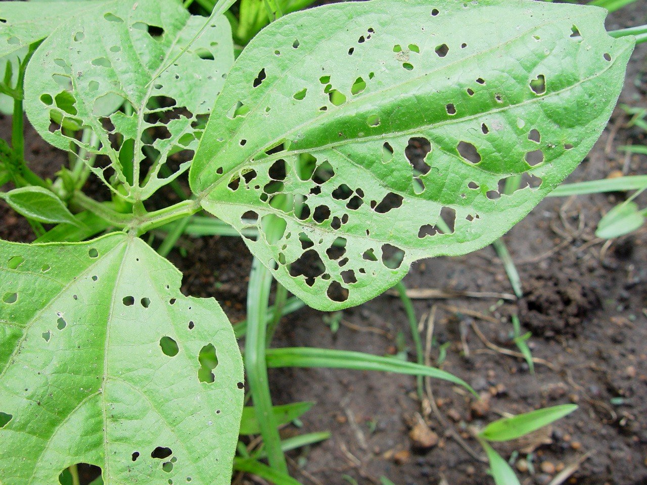 Pests of Black and Green Gram