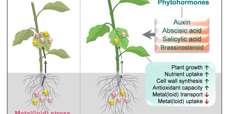 Phytohormones