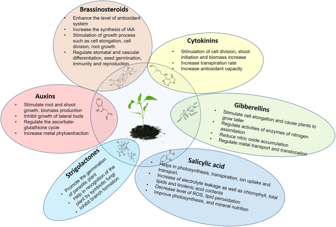 Phytohormones Importance