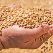 Pests in Seed Storage