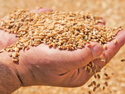 Pests in Seed Storage