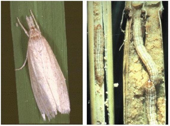 Stem Borer in Rabi Paddy