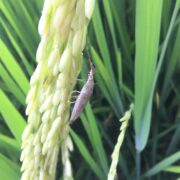 Stem Borer