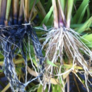 Sulfide Toxicity in Rice