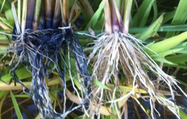 Sulfide Toxicity in Rice