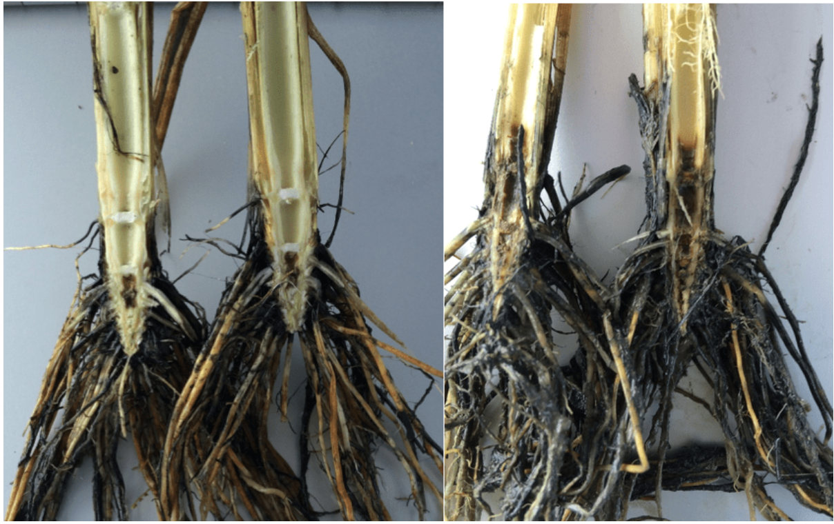 Sulfide Toxicity in Rice 