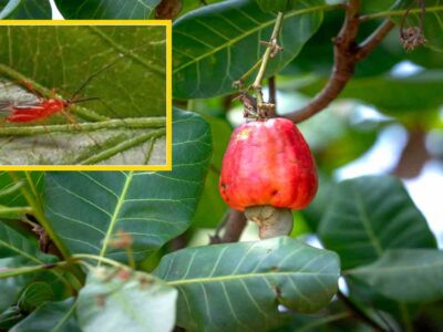 Tea Mosquito Bugs (TMB) in Cashew