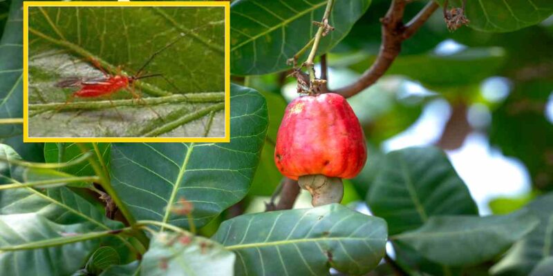 Tea Mosquito Bugs (TMB) in Cashew