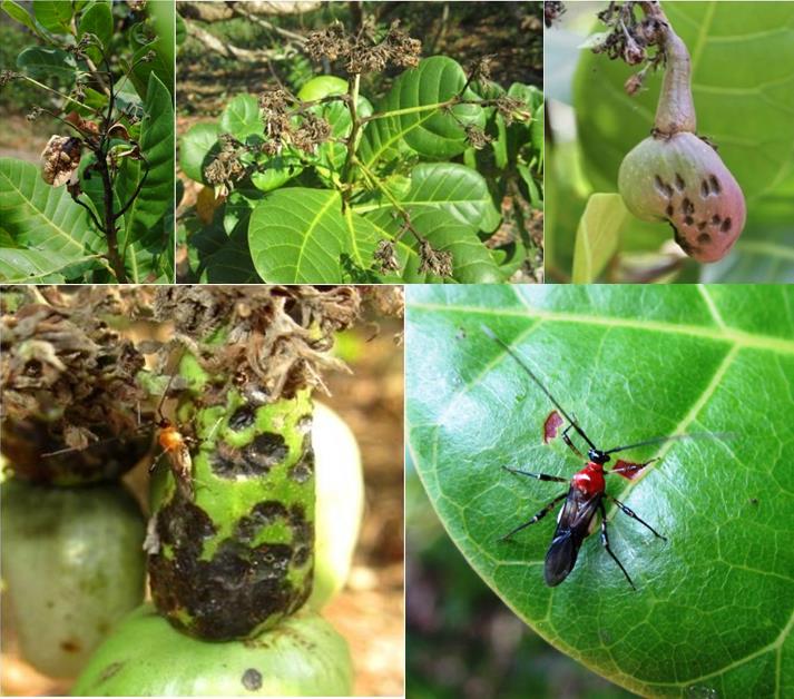 Tea Mosquito Bugs (TMB)