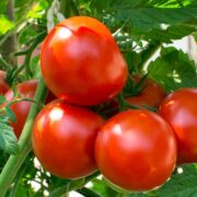 Tomato