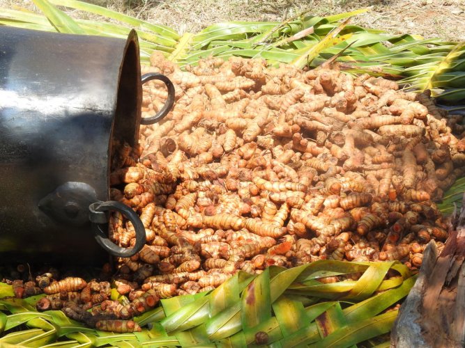 Turmeric Crop