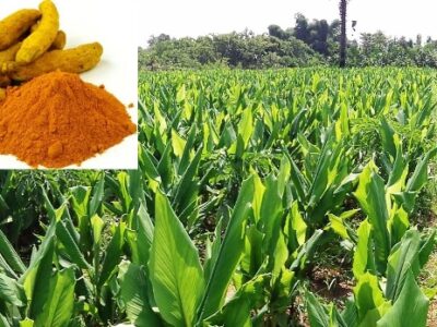 Nutrient Management in Turmeric crop