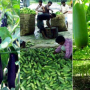 Vegetables