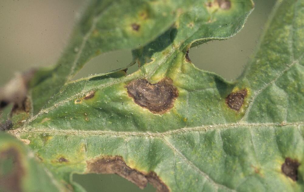 Watermelon Pests