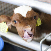 Calf Management