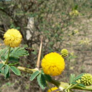 Acacia Tree
