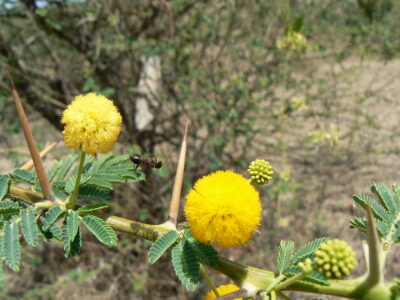 Acacia Tree