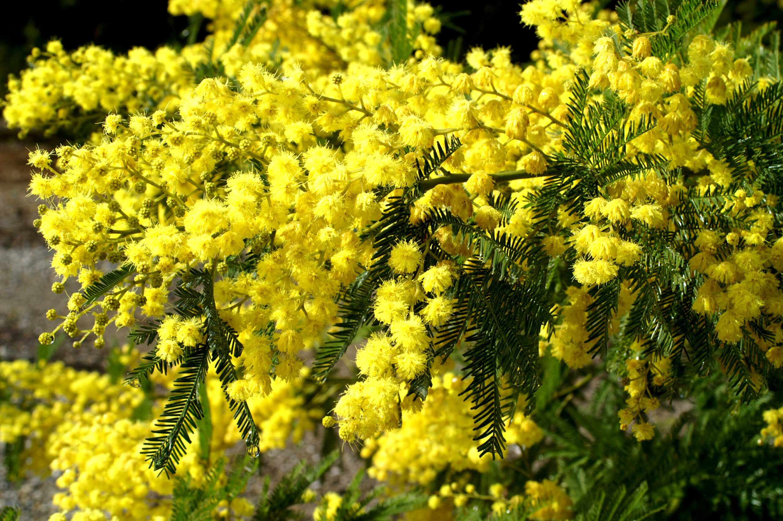 Acacia Tree Medicinal Uses