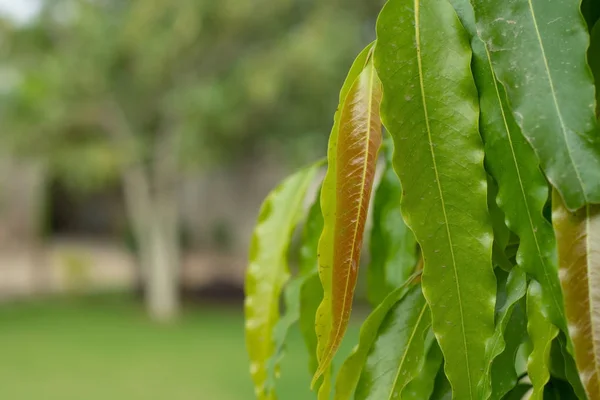 Ashoka Tree Uses