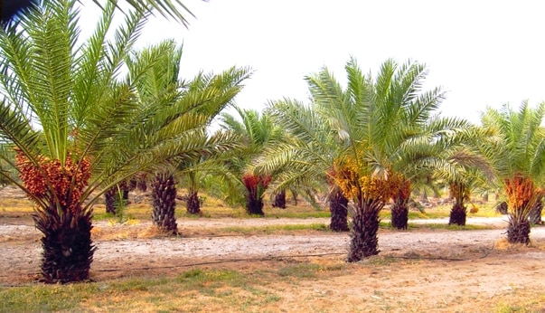 Dates Farming