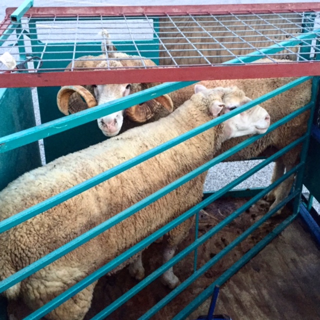 Goat and Sheep Transport