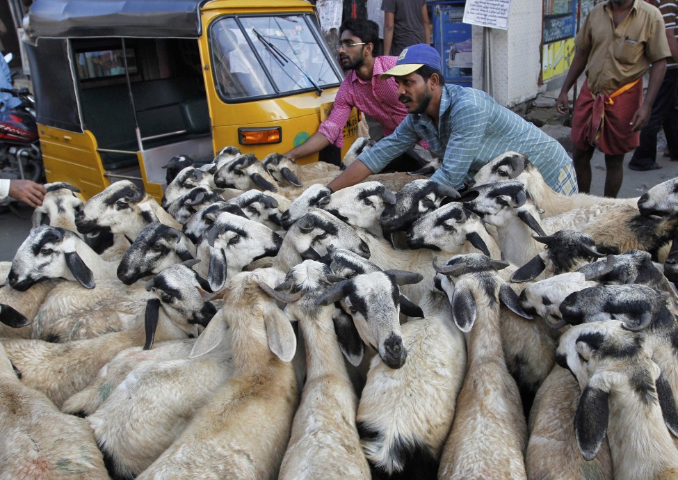 Sheep Transport