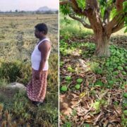 Heavy Damages To Crops Due to Rains